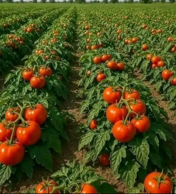 Tomato  Farming