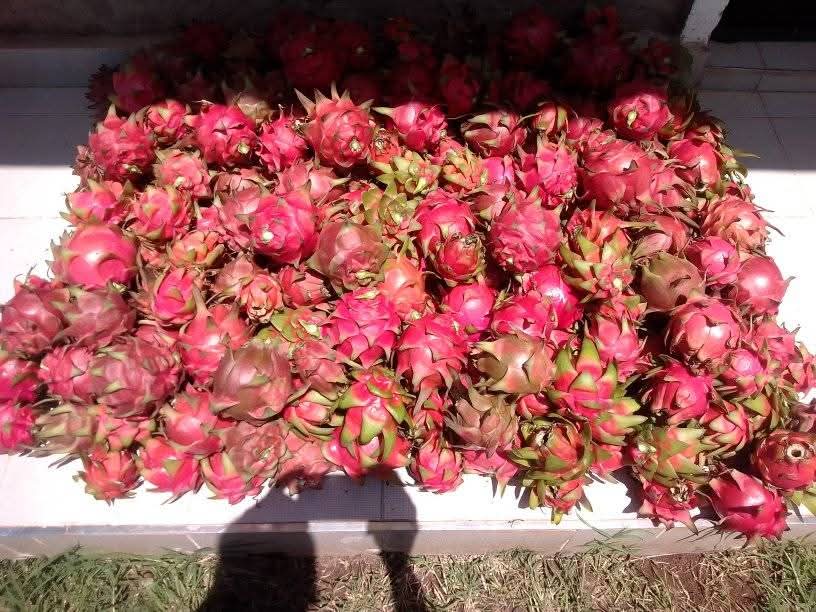 Dragon Fruit